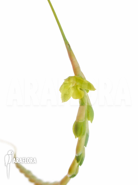 Dendrochilum filiforme Starter