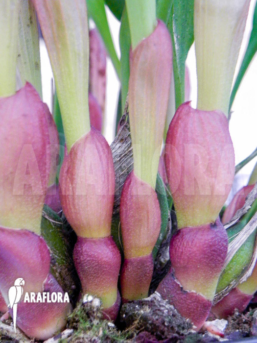 Dendrochilum glumaceum flower
