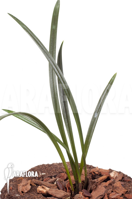 Dendrochilum javieri ‘Yellow’ ‘Starter’