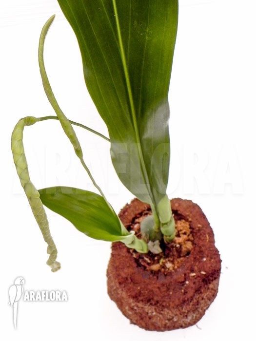 Dendrobium magnum Starter