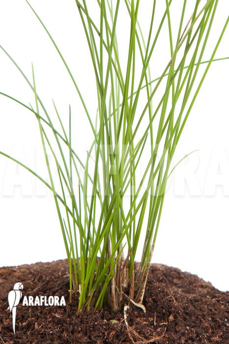 Dendrochilum tenellum