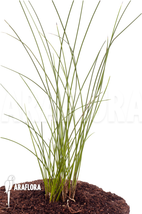 Dendrochilum tenellum