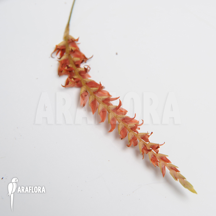 Dendrochilum wenzelii