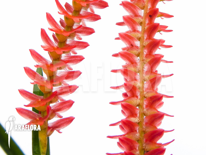 Dendrochilum wenzelii flower