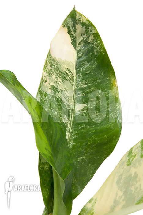 Dieffenbachia BigBen variegata
