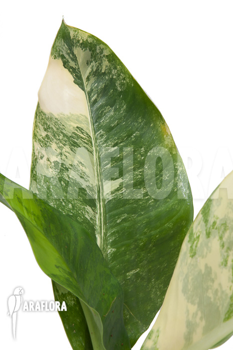 Dieffenbachia BigBen variegata
