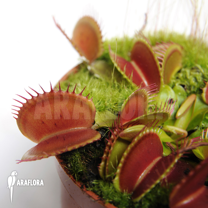Dionaea muscipula