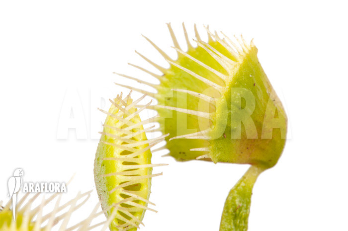 Dionaea muscipula ‘Airback’