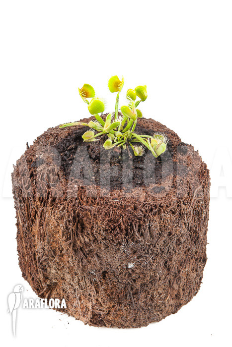 Dionaea muscipula ‘Airback’