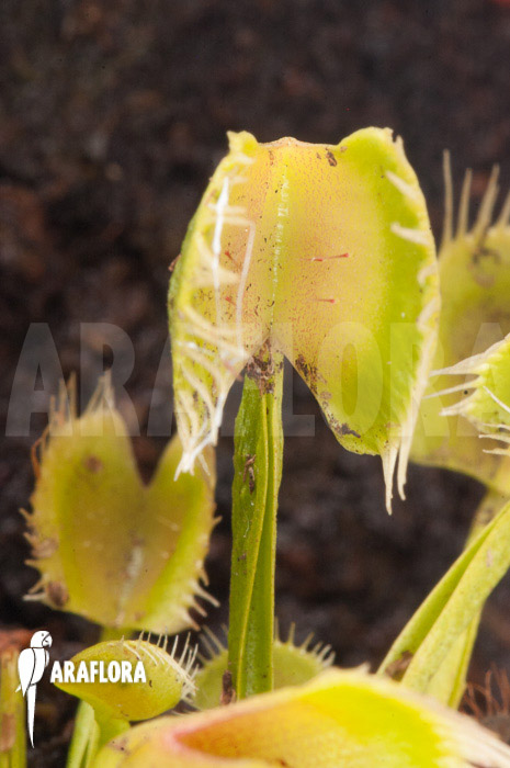 Dionaea muscipula ‘Airback’