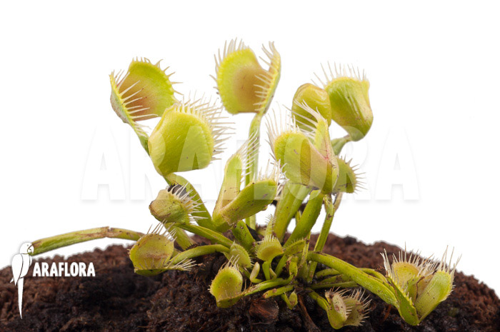 Dionaea muscipula ‘Airback’