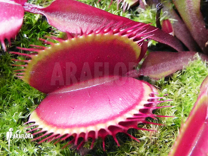 Dionaea muscipula ‘Akai ryu’ ‘XL’