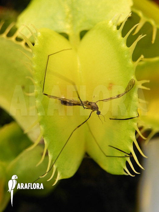 Dionaea muscipula ‘All green’