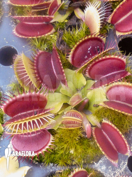 Dionaea muscipula ‘B-52’