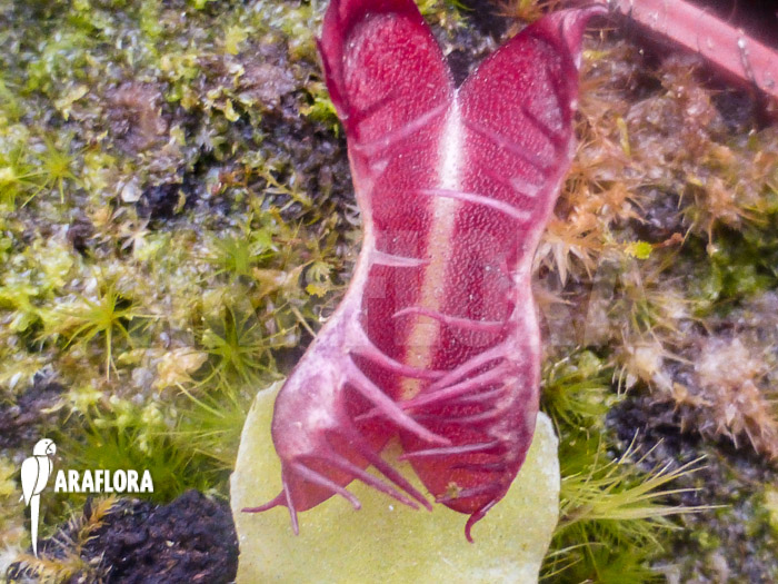Dionaea muscipula Bad Luck