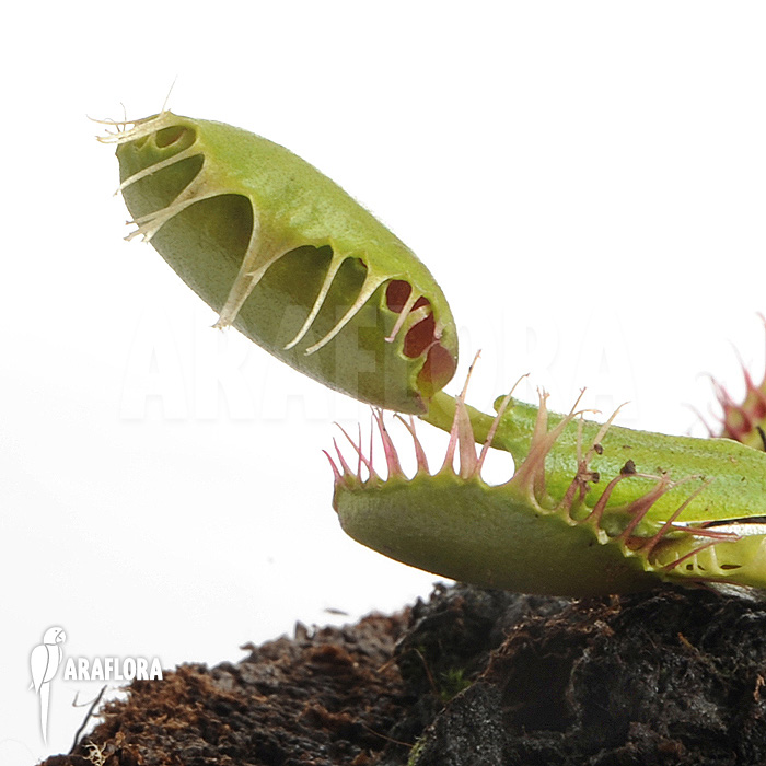 Dionaea muscipula ‘Bloody square’