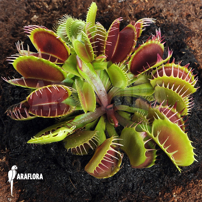 Dionaea muscipula ‘Booby trap’