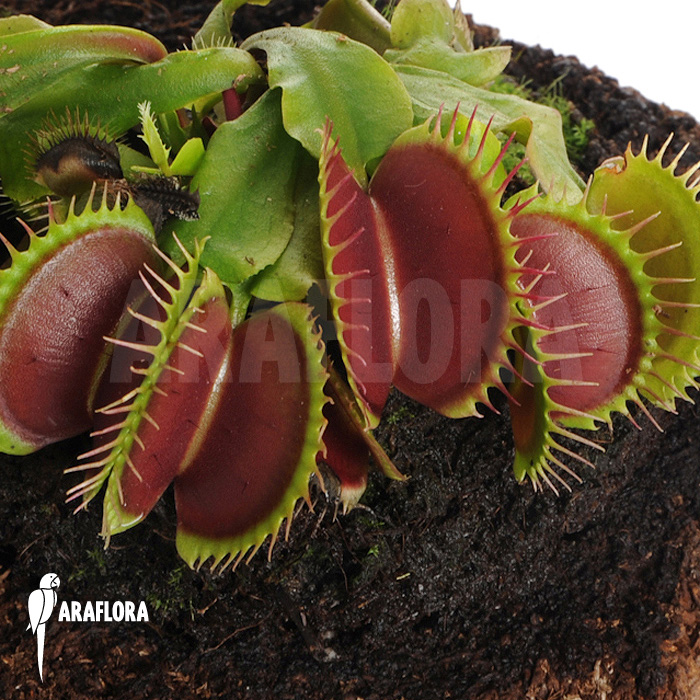 Dionaea muscipula ‘Bronco’