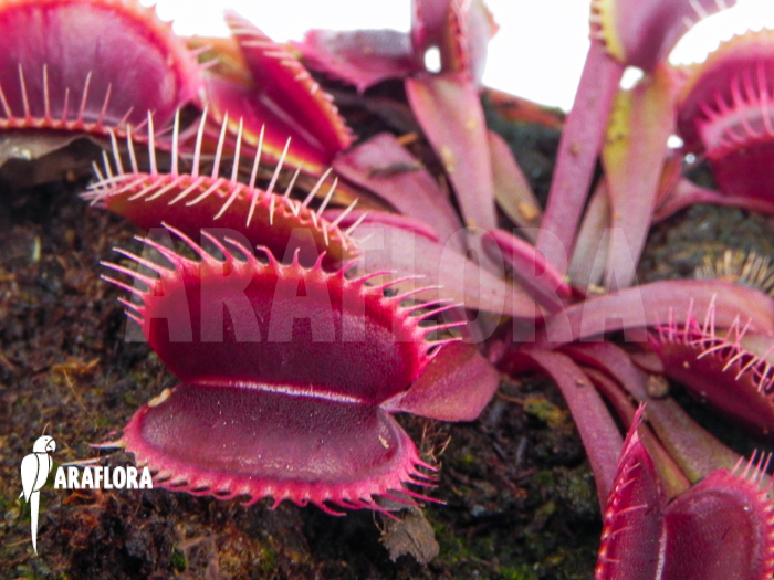 Dionaea muscipula Clayton’s red sunset