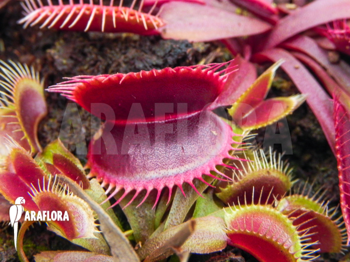 Dionaea muscipula Clayton’s red sunset