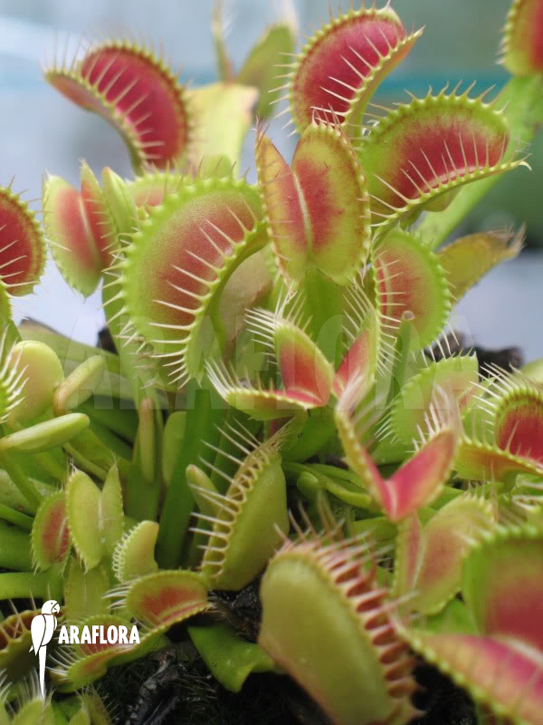 Dionaea muscipula ‘Clone BCP’
