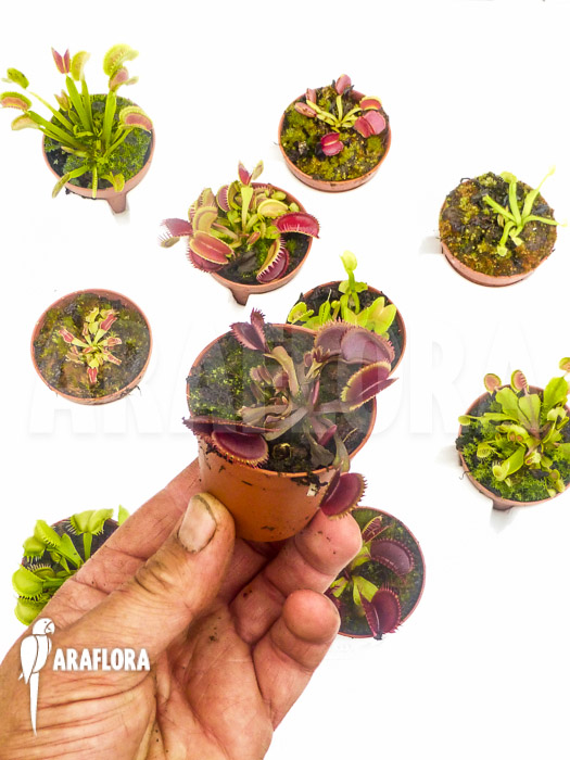 Dionaea muscipula ‘Collectors Package’
