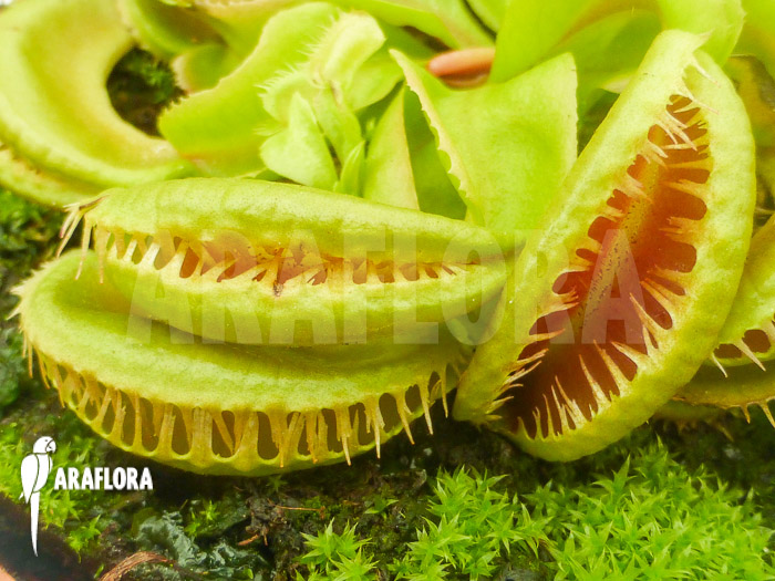 Dionaea muscipula ‘Crested Jaws Smiley’