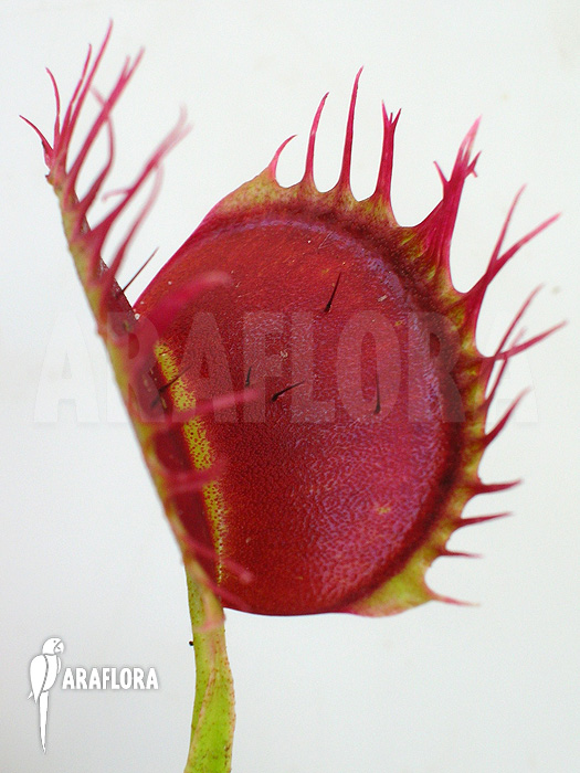 Dionaea muscipula ‘Cropped teeth’