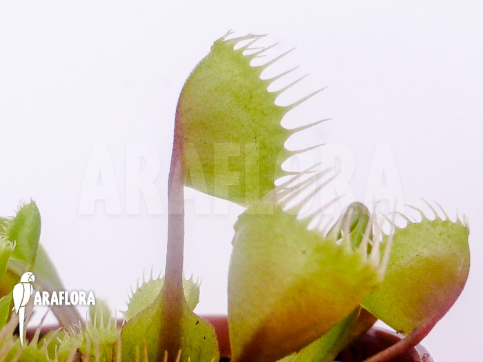Dionaea muscipula ‘Cup trap’