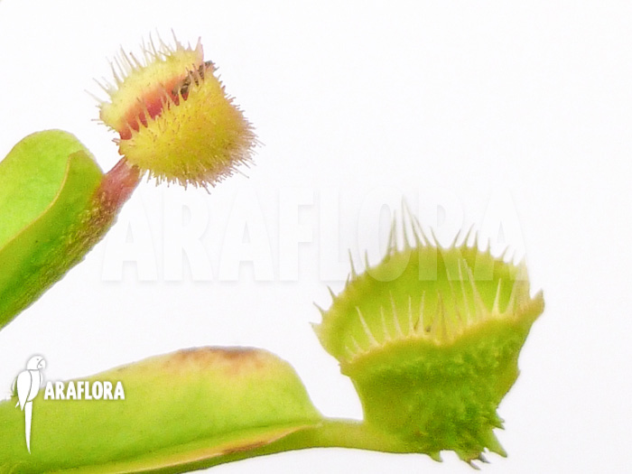 Dionaea muscipula Cushion pin