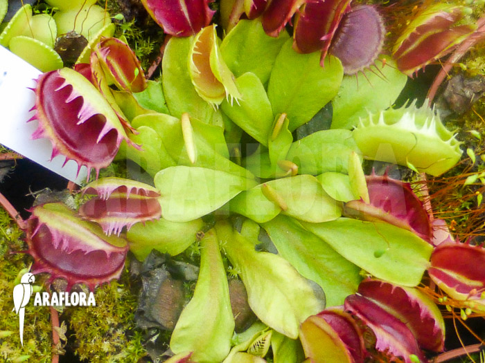 Dionaea muscipula ‘Demolition’