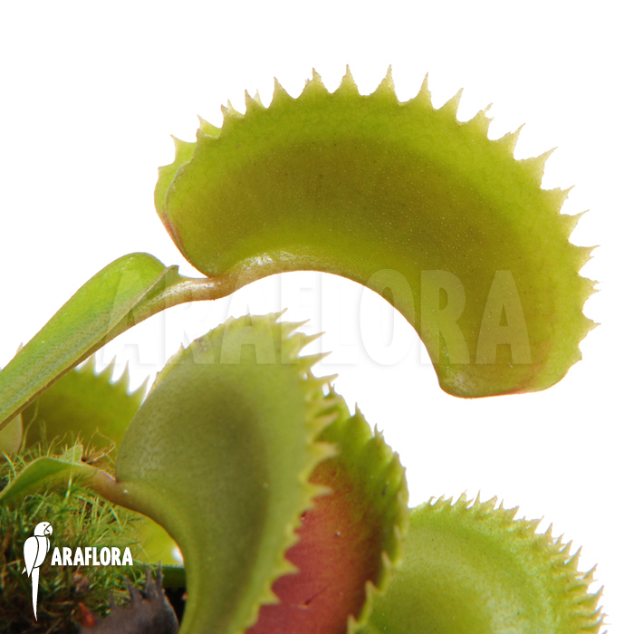 Dionaea muscipula ‘Dentate’