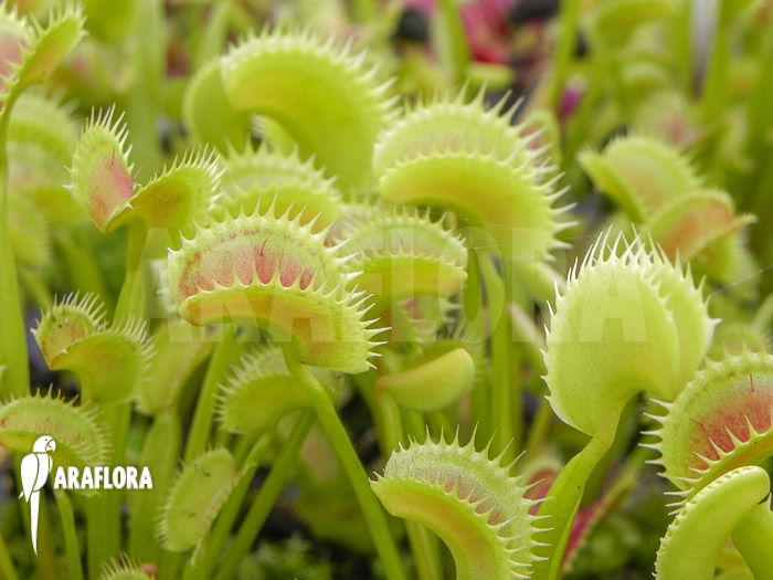 Dionaea muscipula ‘Dentate’