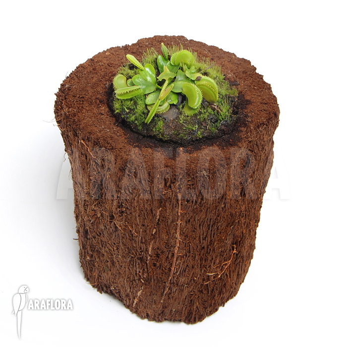 Dionaea muscipula ‘Dentate’ ‘S’