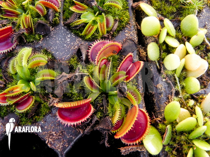 Dionaea muscipula ‘Dentate’ Starter