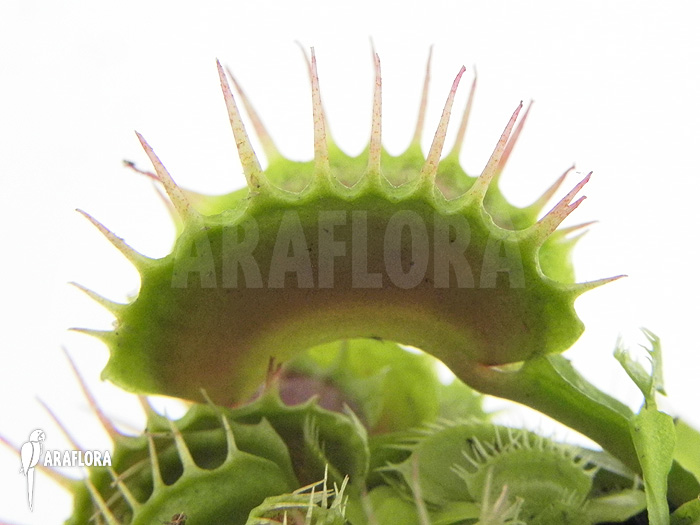 Dionaea muscipula ‘Devil eye’