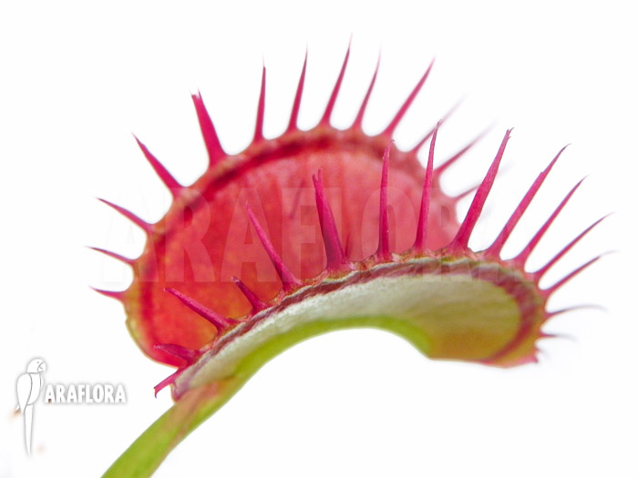Dionaea muscipula ‘Dingley giant’
