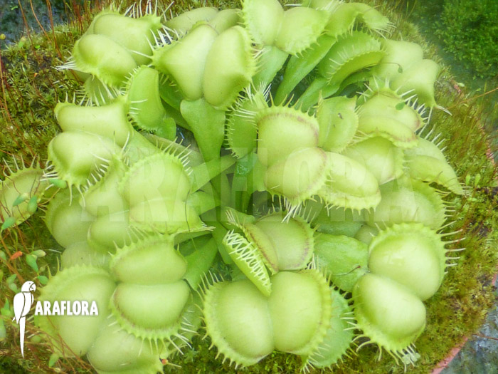 Dionaea muscipula ‘Fireline’