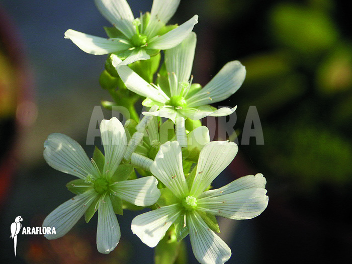 Flower Dionaea muscipula