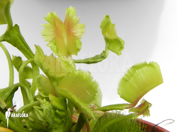 Dionaea muscipula ‘Freaky Star’