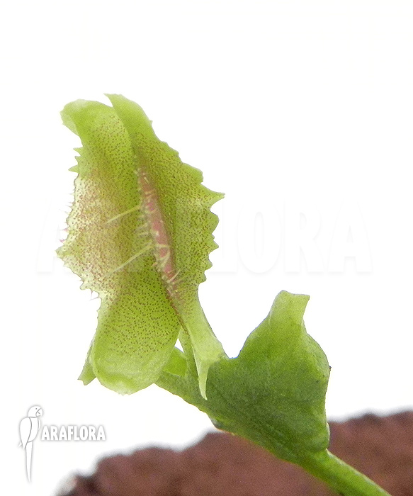 Dionaea muscipula ‘Freaky Star’