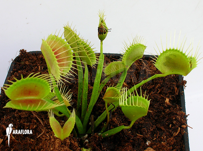Dionaea muscipula ‘Funnel trap’