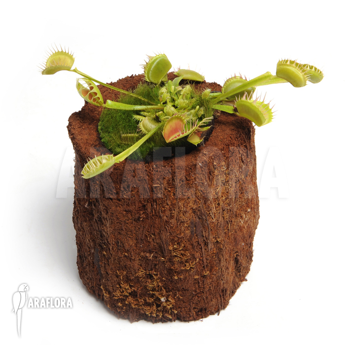 Dionaea muscipula ‘Fuzed tooth B’