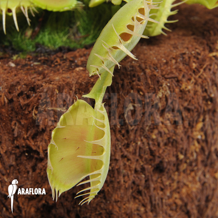 Dionaea muscipula ‘Fuzed tooth B’