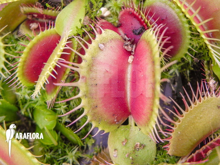Dionaea muscipula ‘Fuzzy trap’