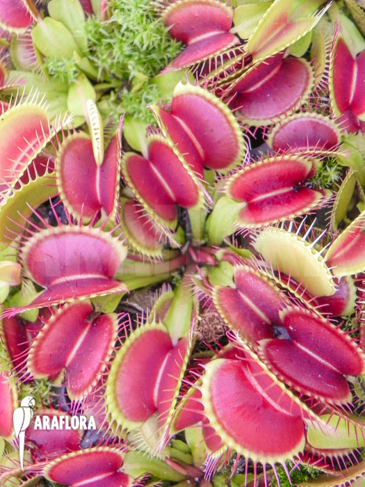 Dionaea muscipula  ‘Fuzzy trap’