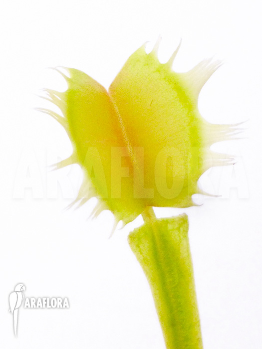 Dionaea muscipula Gogo