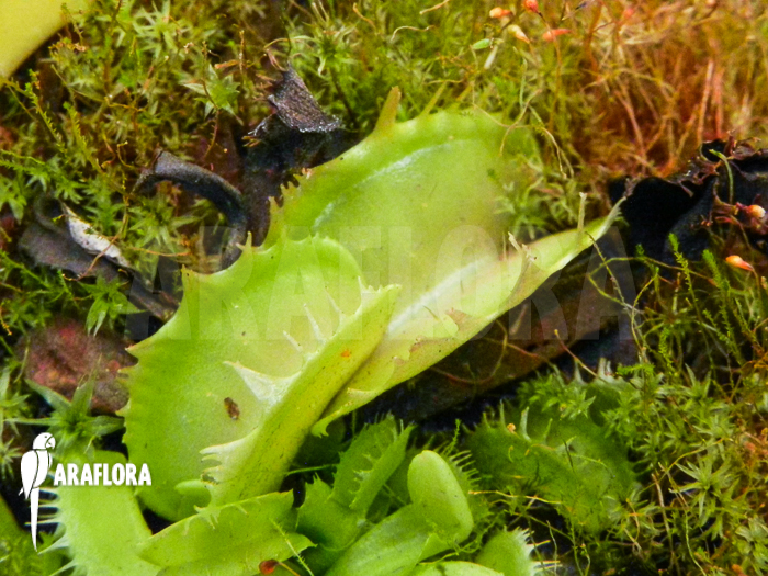 Dionaea muscipula Green dog