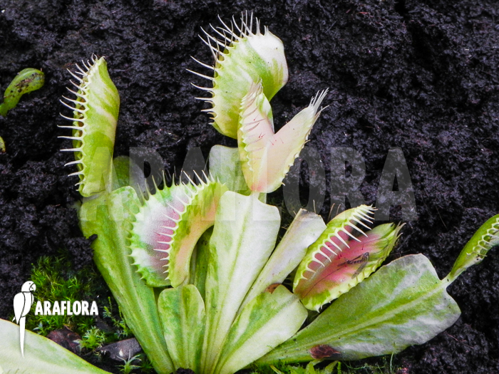 Dionaea muscipula ‘Green snow’