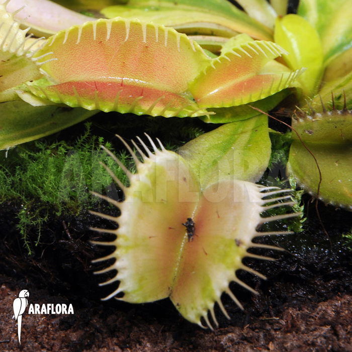 Dionaea muscipula ‘Green snow’